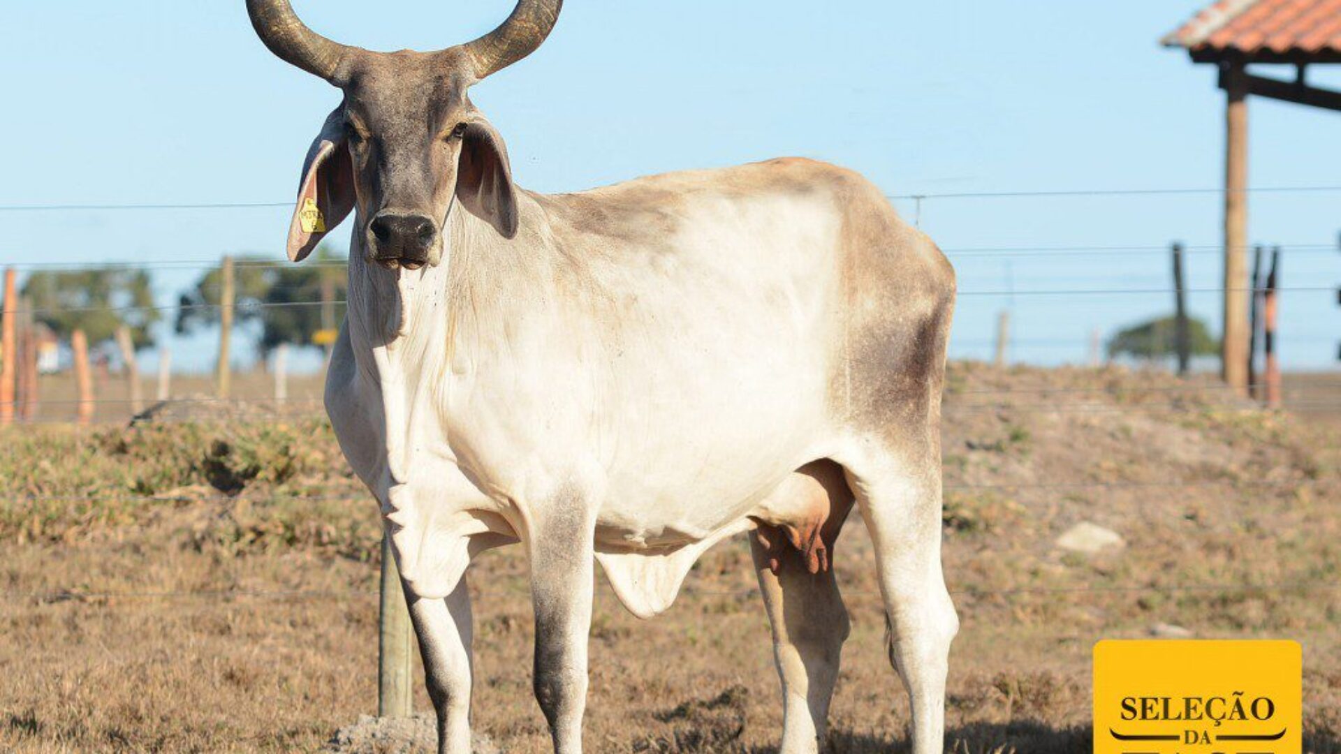 Alva DA FASF