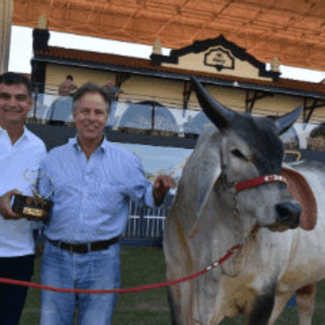 Campeão Touro Jovem & Campeão Modelo Frigorífico da Raça Guzerá na 84ª Expozebu