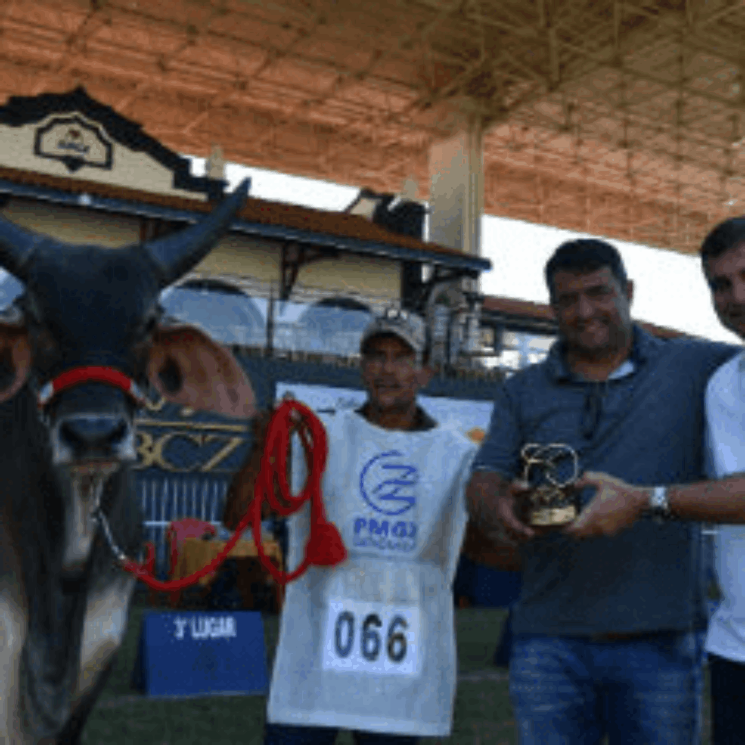 Reservado Campeão Touro Jovem da Raça Guzerá na 84ª Expozebu