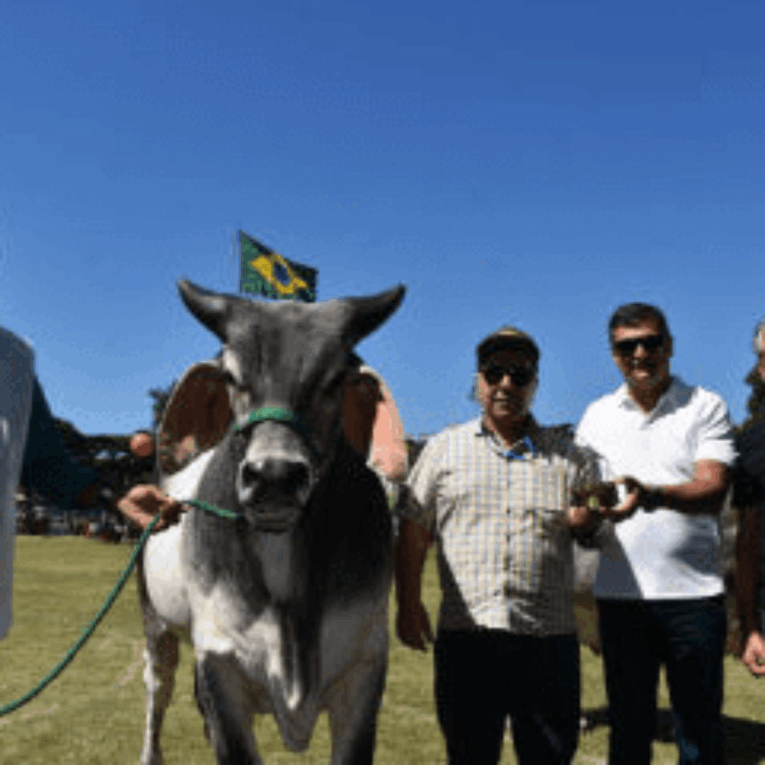 Reservado Campeão Júnior Maior da Raça Guzerá na 84ª Expozebu
